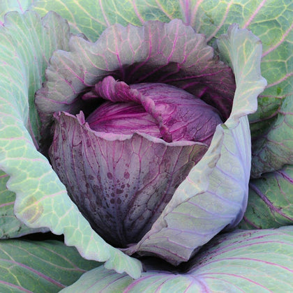 Generic Red Acre cabbage seeds bulk pack for easy planting and heirloom harvest.