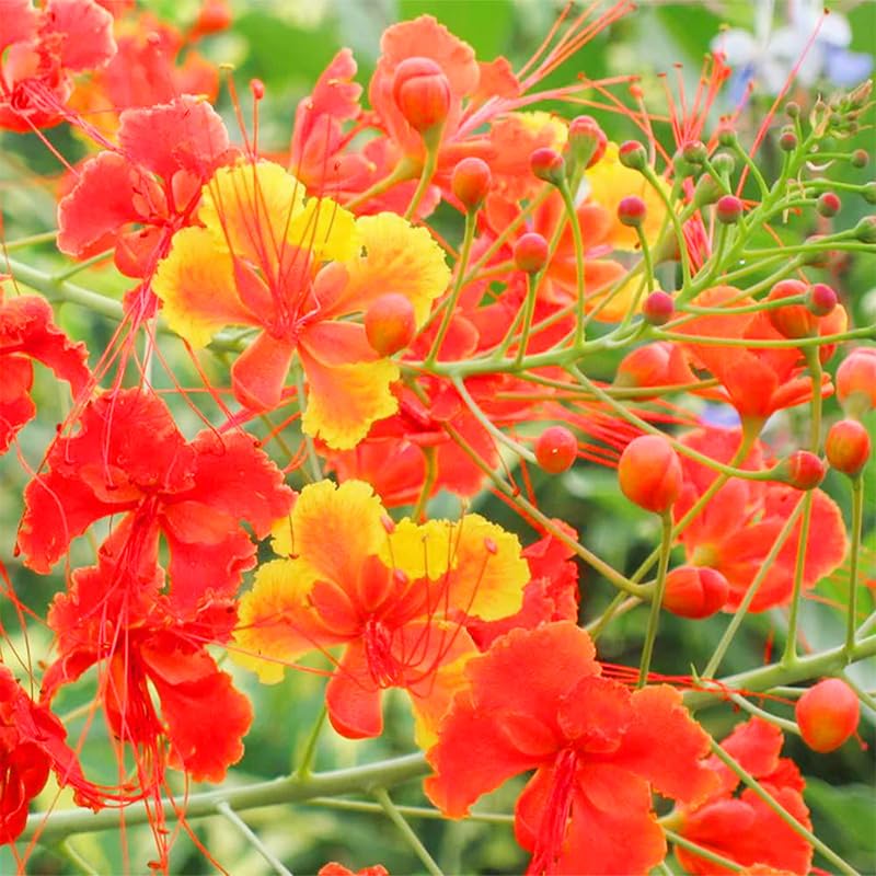 Generic red Bird of Paradise bloom illustrating bold color in full sun.