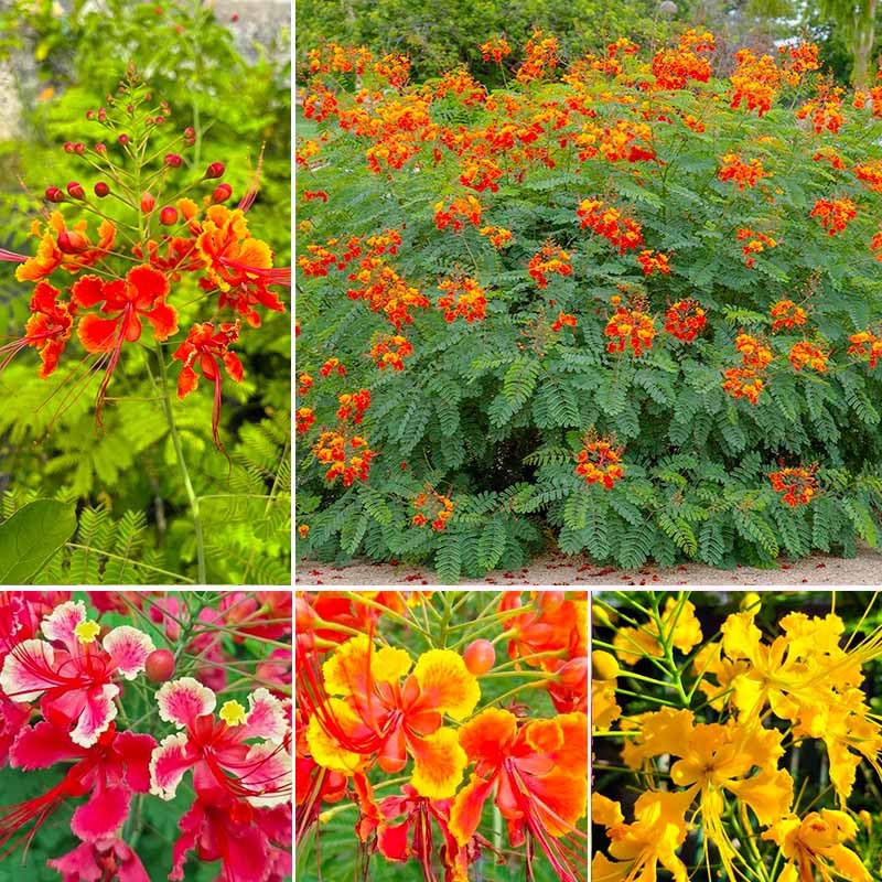 Generic red Bird of Paradise seeds pack for vibrant tropical borders.