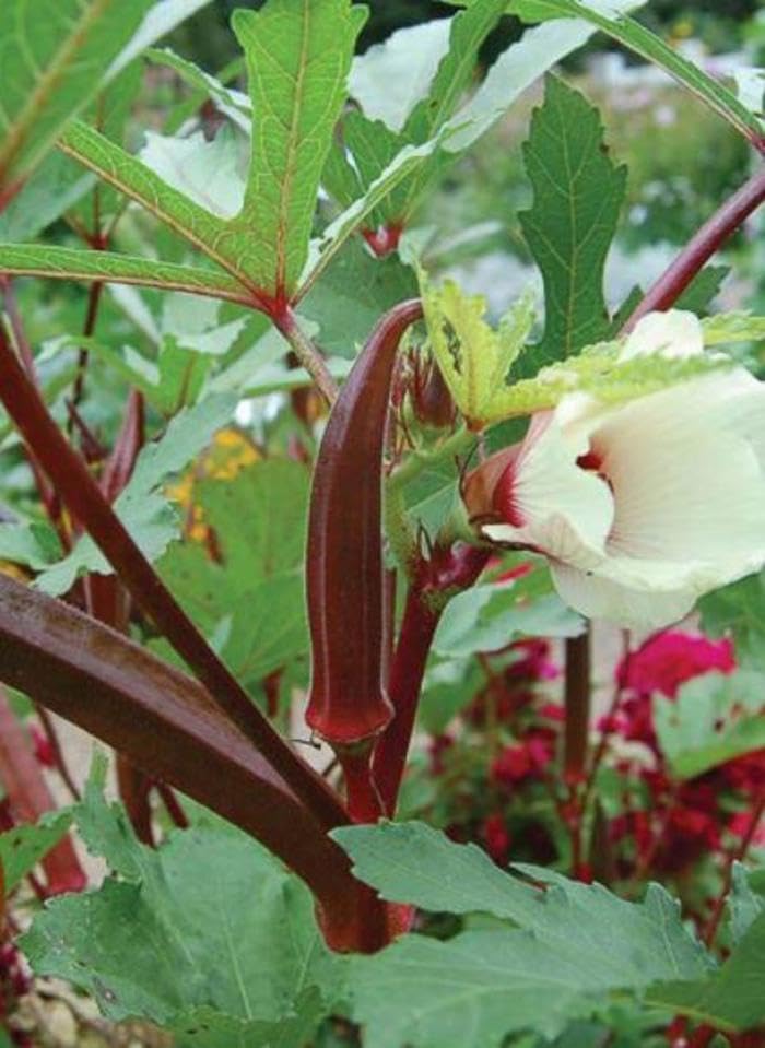Generic Red Burgundy Okra Pods harvest shows deep burgundy pods on sturdy plants.