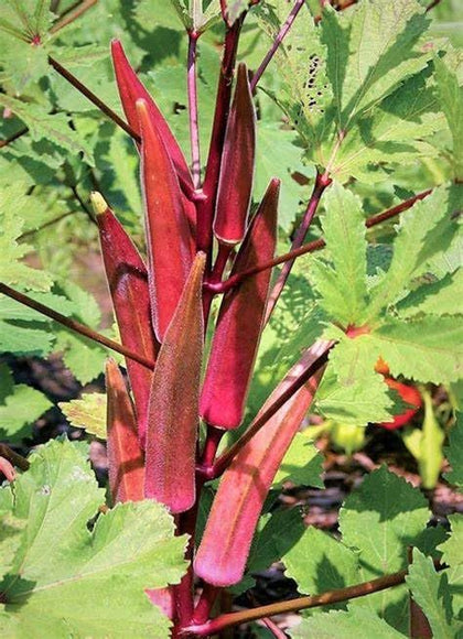 Generic Red Burgundy Okra Seeds bulk pack adds color to your home garden.