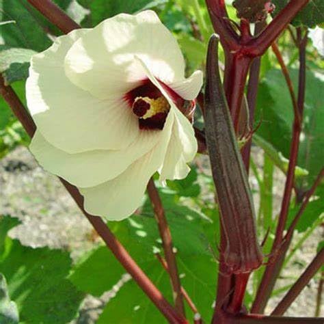 Generic Red Burgundy Okra Seeds ready to transplant promote robust growth in warm sun.