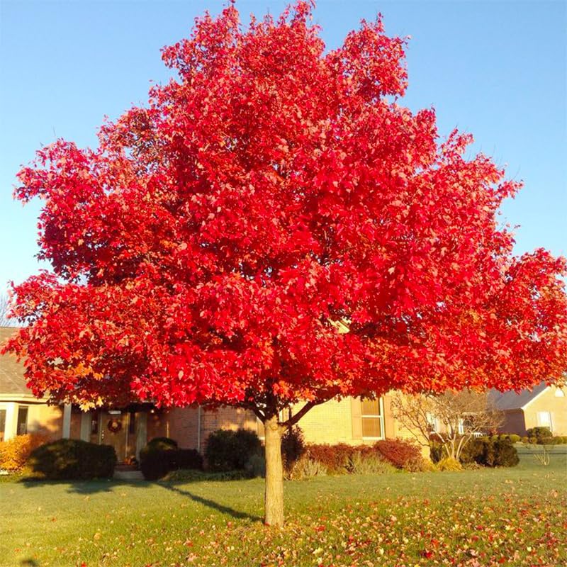 Generic Red Maple seedling emerging, promising autumn color in outdoor spaces