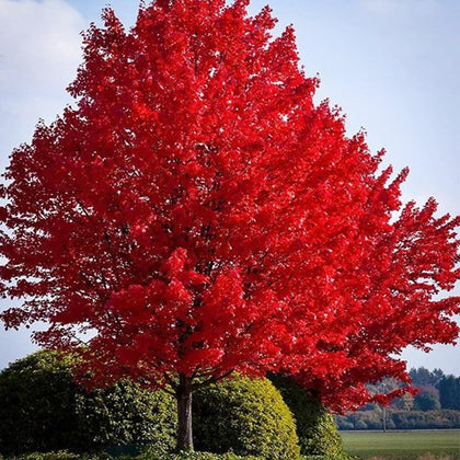 Generic Red Maple Seeds closeup, viable seeds for spring planting and garden color
