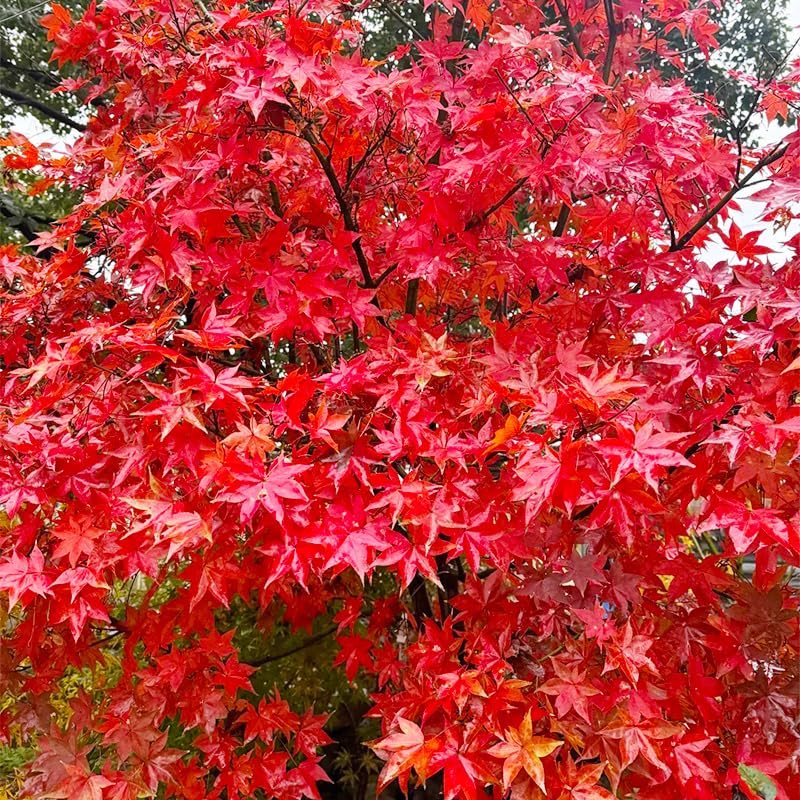 Generic Red Maple tree with autumn foliage, an ornamental focal point