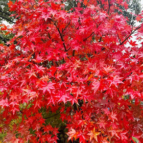Generic Red Maple tree with autumn foliage, an ornamental focal point