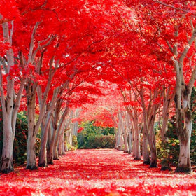 Generic Red Maple in yard provides shade and wildlife habitat