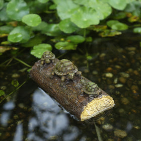 Generic resin turtle statues on log close-up showcase detailed shell patterns and texture.