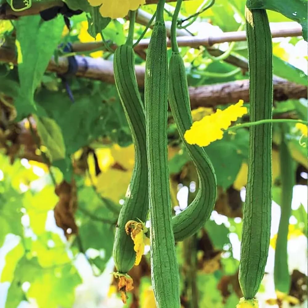 Generic ridged luffa fruit ready for harvest in warm climates.