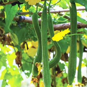 Generic ridged luffa fruit ready for harvest in warm climates.