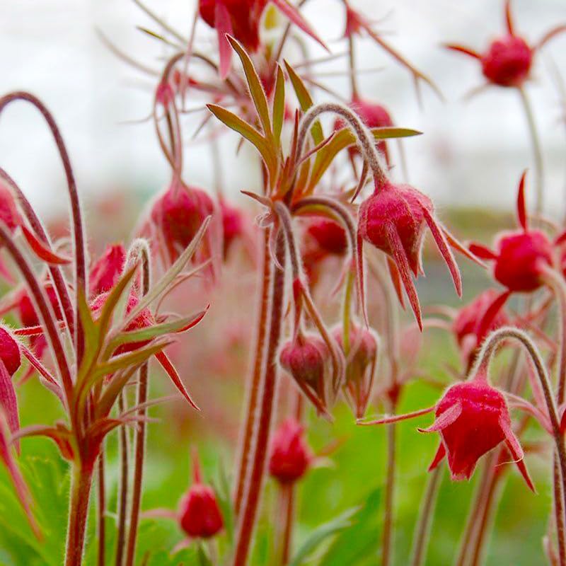Generic rock garden display with prairie smoke showing unique texture