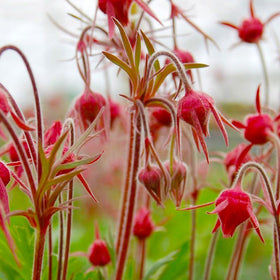 Generic rock garden display with prairie smoke showing unique texture