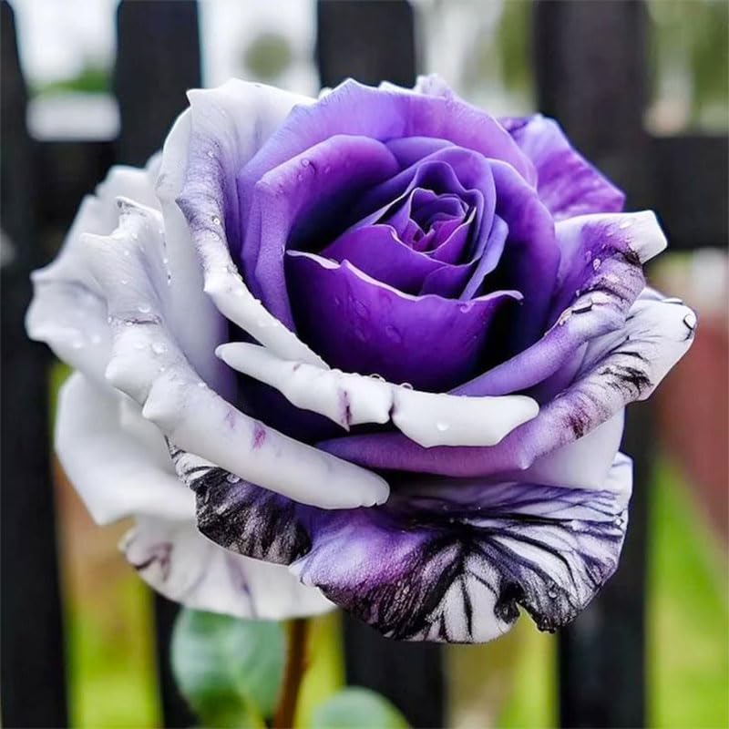 Generic rose cut blooms in vase for elegant indoor display.