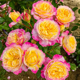 Generic rose seeds closeup bloom for colorful indoor bouquets