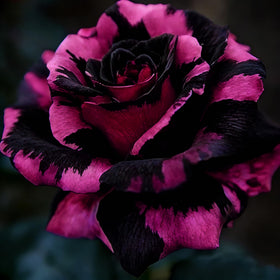 Generic Rose Seeds demonstrate cold stratification supporting germination