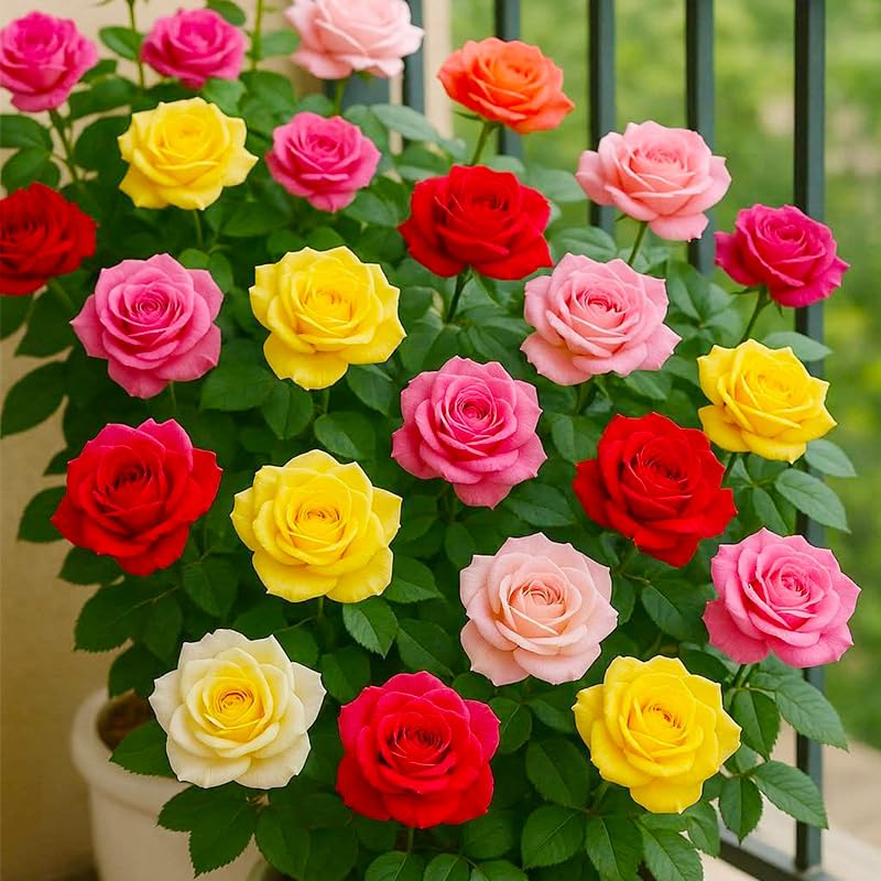 Generic rose seeds mix thrives in full sun with bright color across regions.