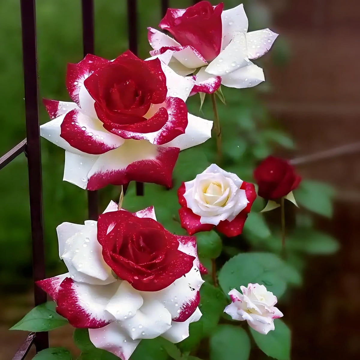 Generic Rose Seeds include non-GMO heirloom varieties for garden diversity