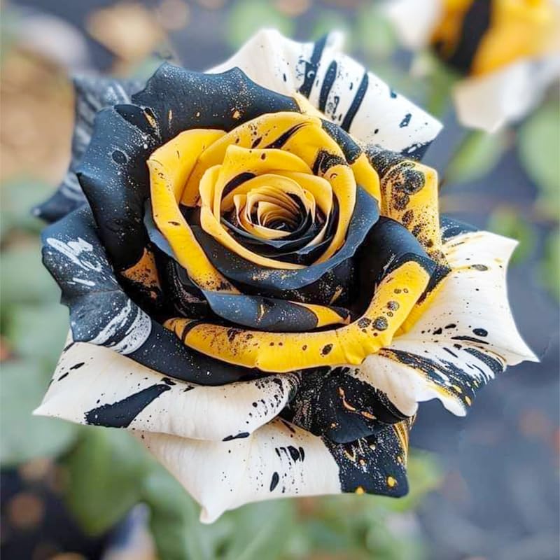 Generic 325+ Mix Color Rose Seeds blooming garden promises varied petals for yards.