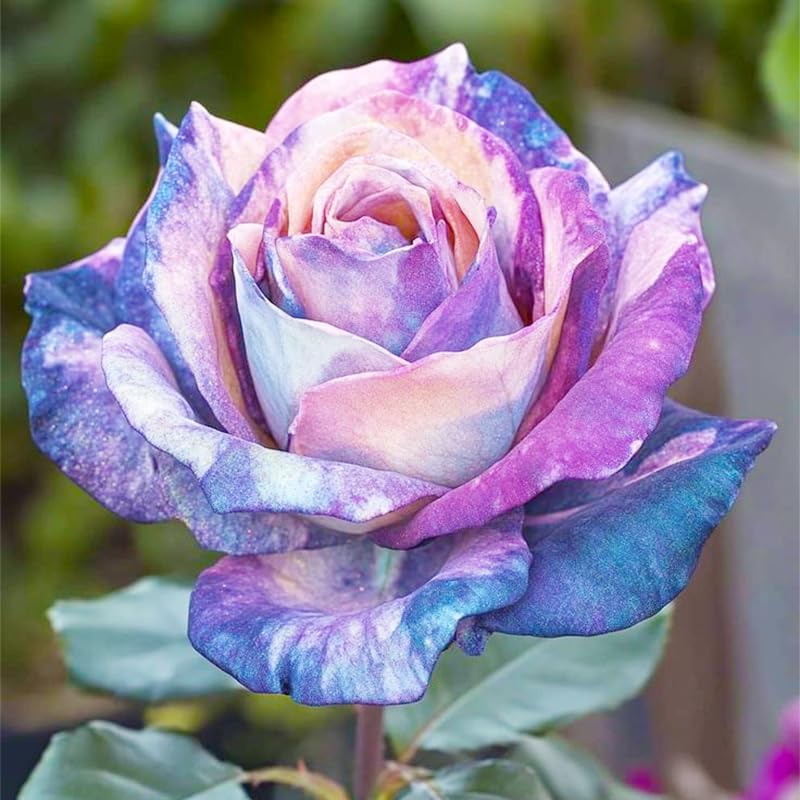Generic 325+ Mix Color Rose Seeds container planting fit pots and small spaces.