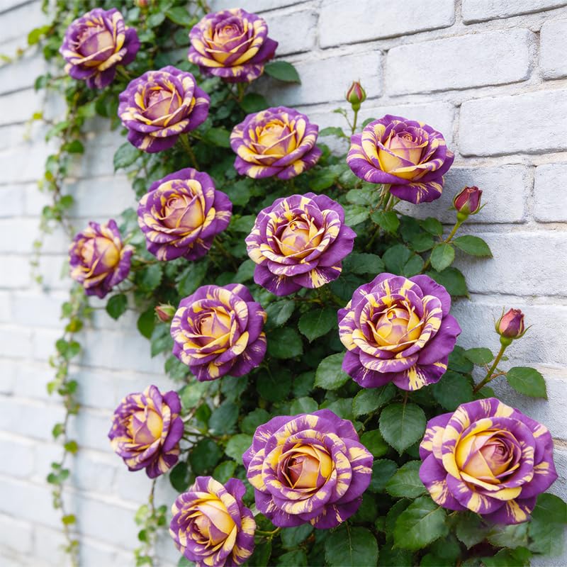 Generic 325+ Mix Color Rose Seeds attract pollinators when blooms appear.