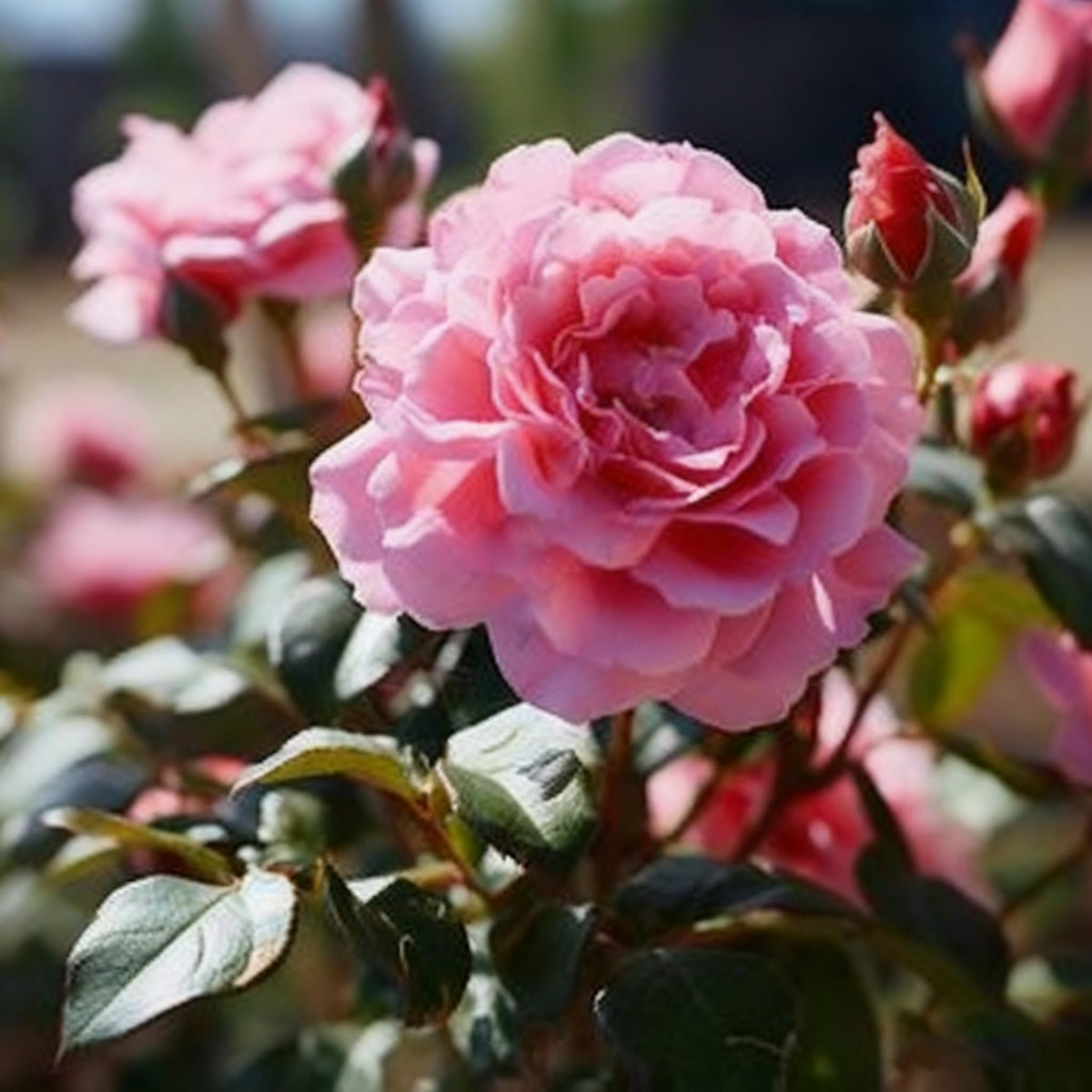 Generic Rose Seeds thriving in USDA zones 5-9 across climates