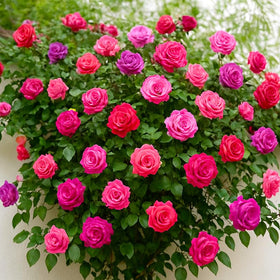 Generic rose seeds mix requires well-drained soil and regular moisture for steady growth.