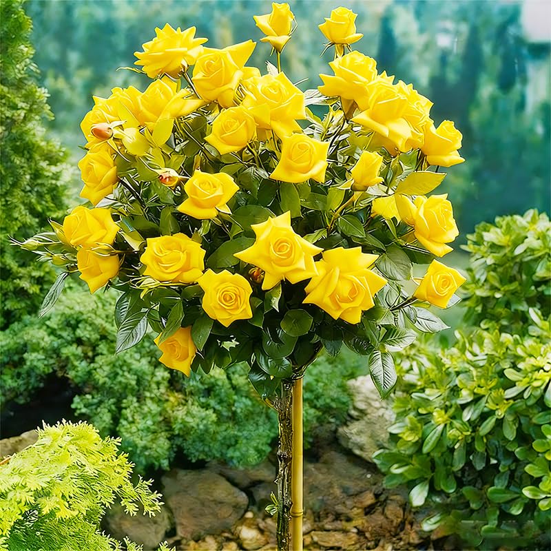 Generic rose tree seeds cut flowers ready for indoor arrangements