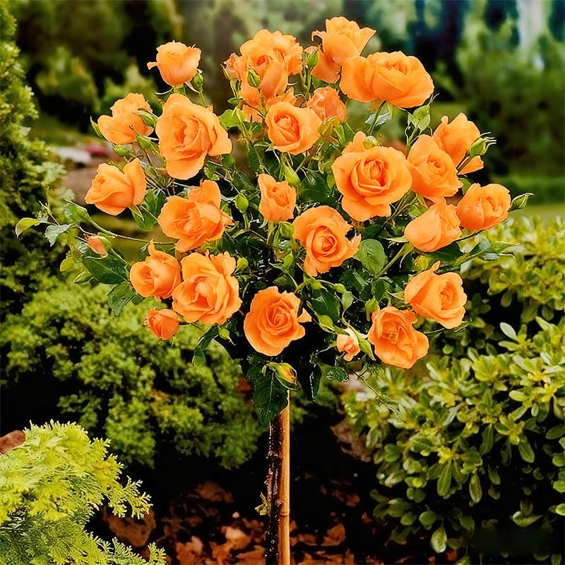 Generic rose tree seeds germination close-up showing early growth