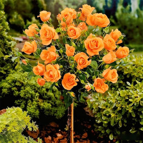 Generic rose tree seeds germination close-up showing early growth