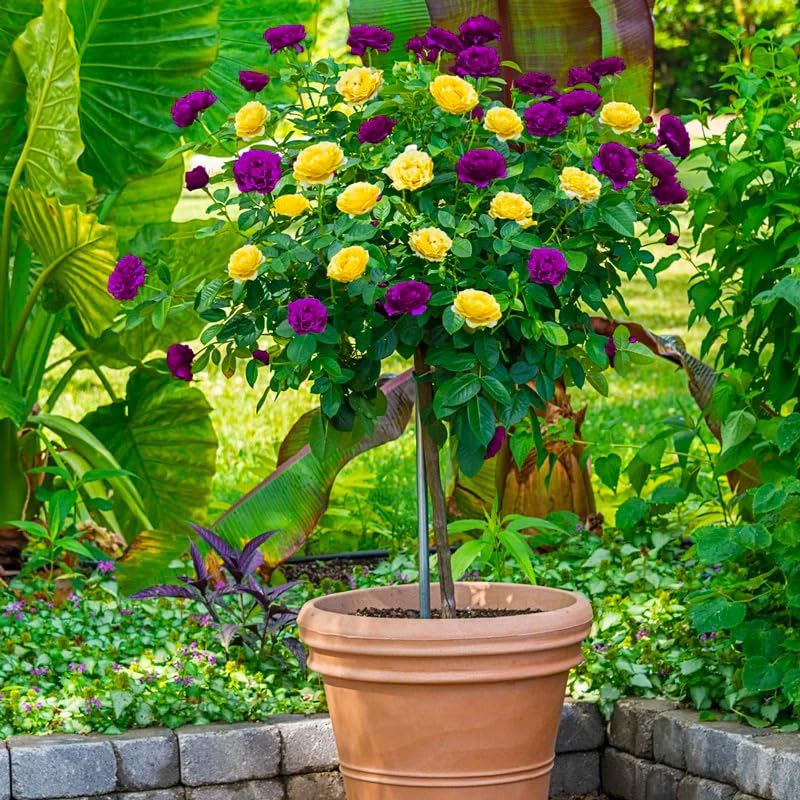 Generic rose tree seeds pack front view for garden planning