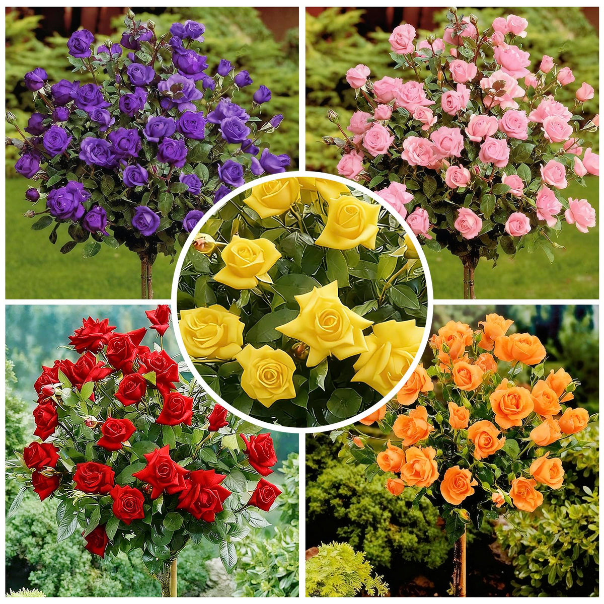 Generic rose tree seeds sowing in soil close-up for planting prep