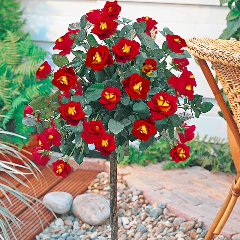 Generic rose tree seeds tree-form in garden as focal point