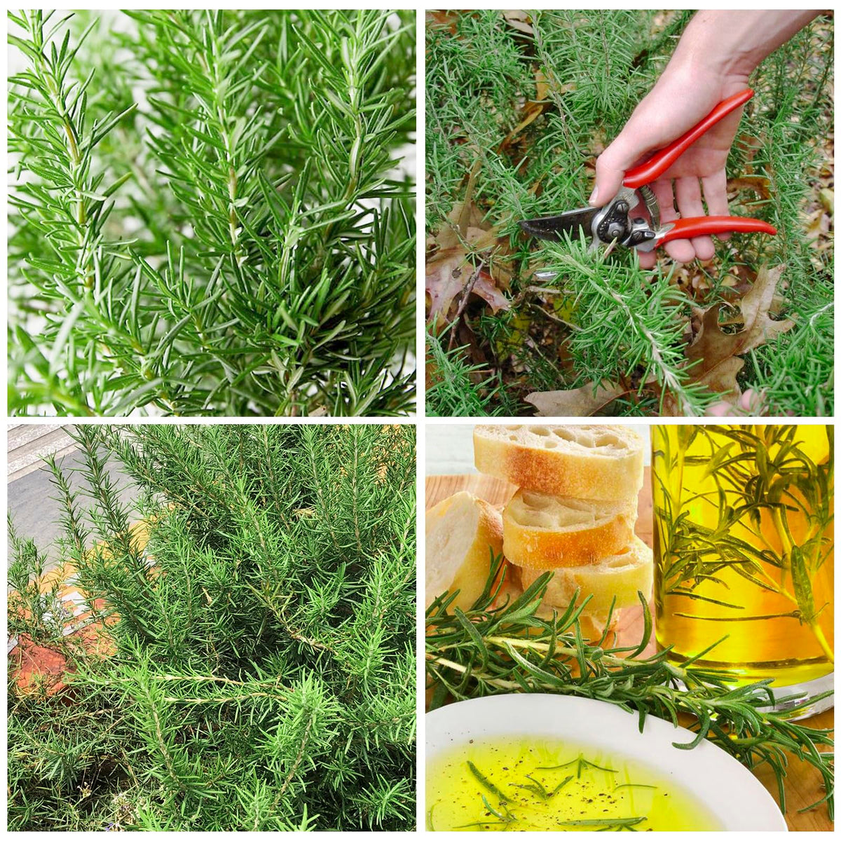 Generic rosemary seeds germination setup indoors supports seedling growth.