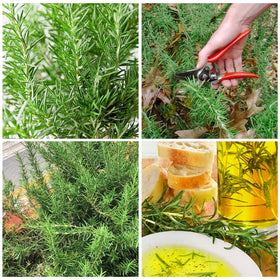 Generic rosemary seeds germination setup indoors supports seedling growth.