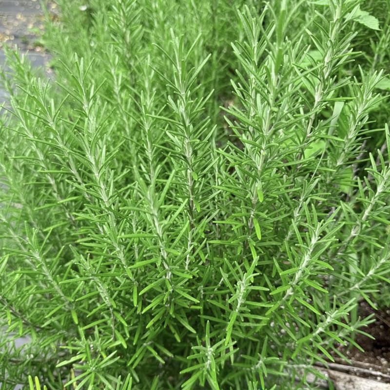 Generic rosemary seeds indoor start for strong sprouts.