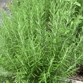 Generic rosemary seeds indoor start for strong sprouts.