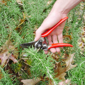 Generic rosemary seeds outdoor planting in full sun and well-drained soil.