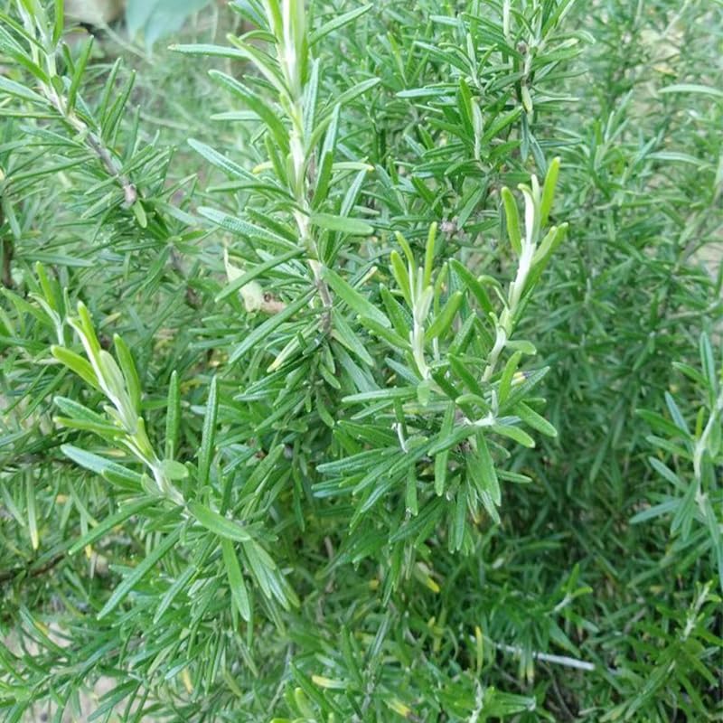 Generic rosemary seeds pack front for home herb gardening.