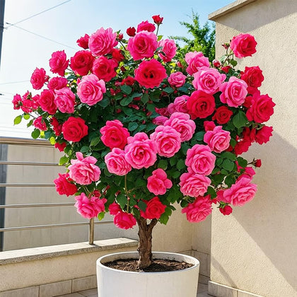 Generic roses tree seeds pack front view for garden focal point.