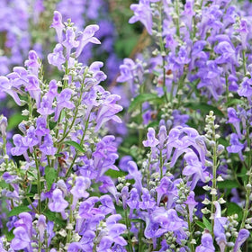 Generic Skullcap dried flower arrangement highlighting unique form for decor.