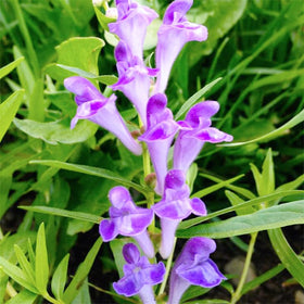 Generic Skullcap garden bed showing mature plants for attractive, textured mid-ground.