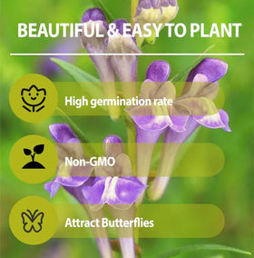Generic Skullcap mature plants filling garden beds with structural depth.