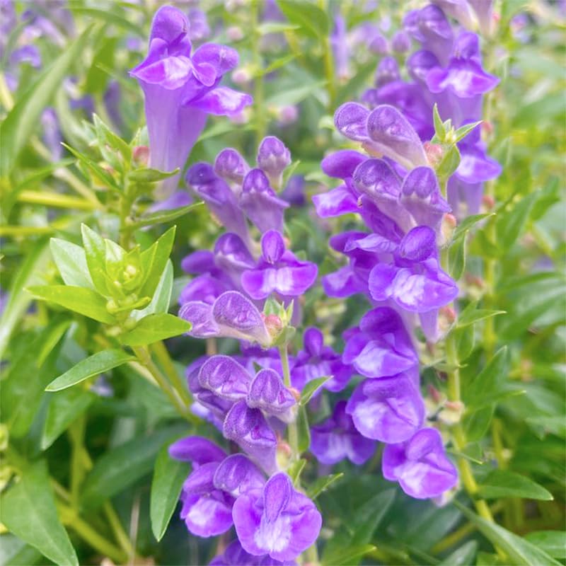 Generic Skullcap seeds packet front view, ideal for starting a sunny garden bed.