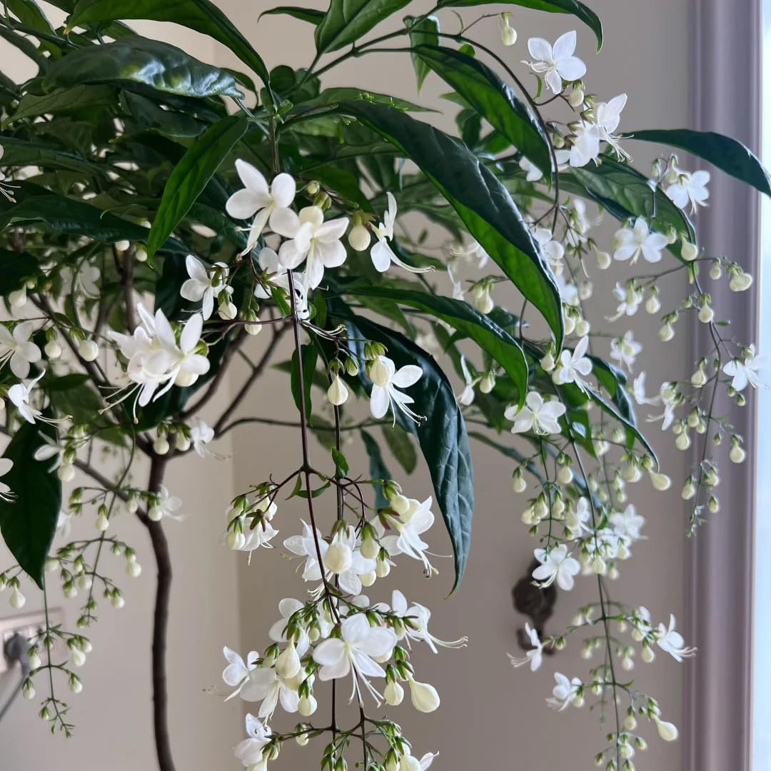 Generic seed packet displaying Clerodendrum seeds and an easy growth guide for beginners.