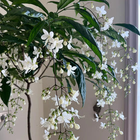 Generic seed packet displaying Clerodendrum seeds and an easy growth guide for beginners.