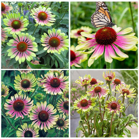 Generic Seed Twister Coneflower bloom in a sunny bed for vibrant garden borders.