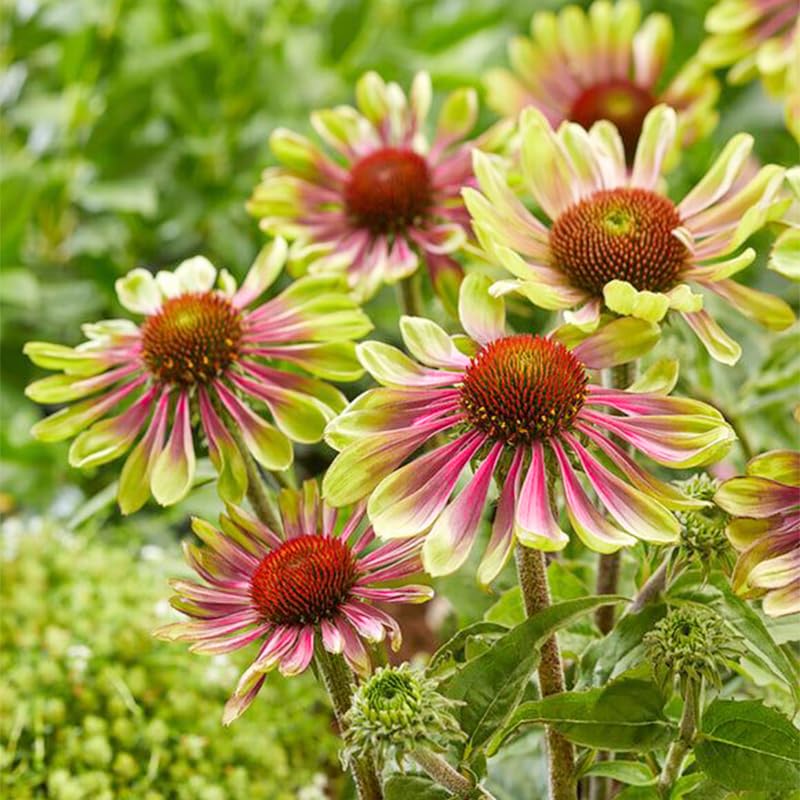 Generic Seed Twister Coneflower border plant along paths adds color and texture.