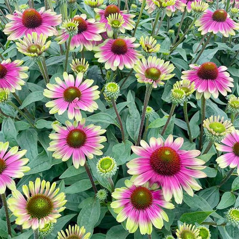 Generic Seed Twister Coneflower colorful blooms adding visual interest to any garden.