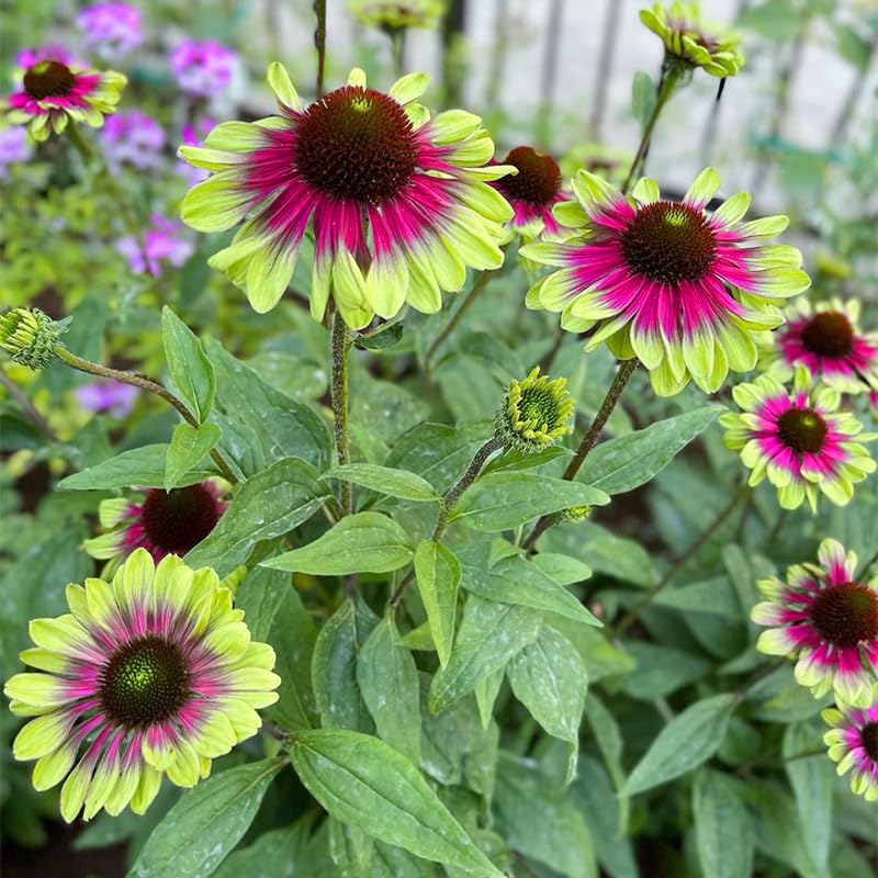 Generic Seed Twister Coneflower close-up for captivating cut flower arrangements.