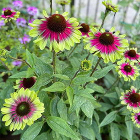 Generic Seed Twister Coneflower close-up for captivating cut flower arrangements.